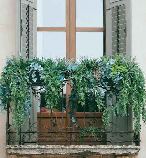 Balcony Plants