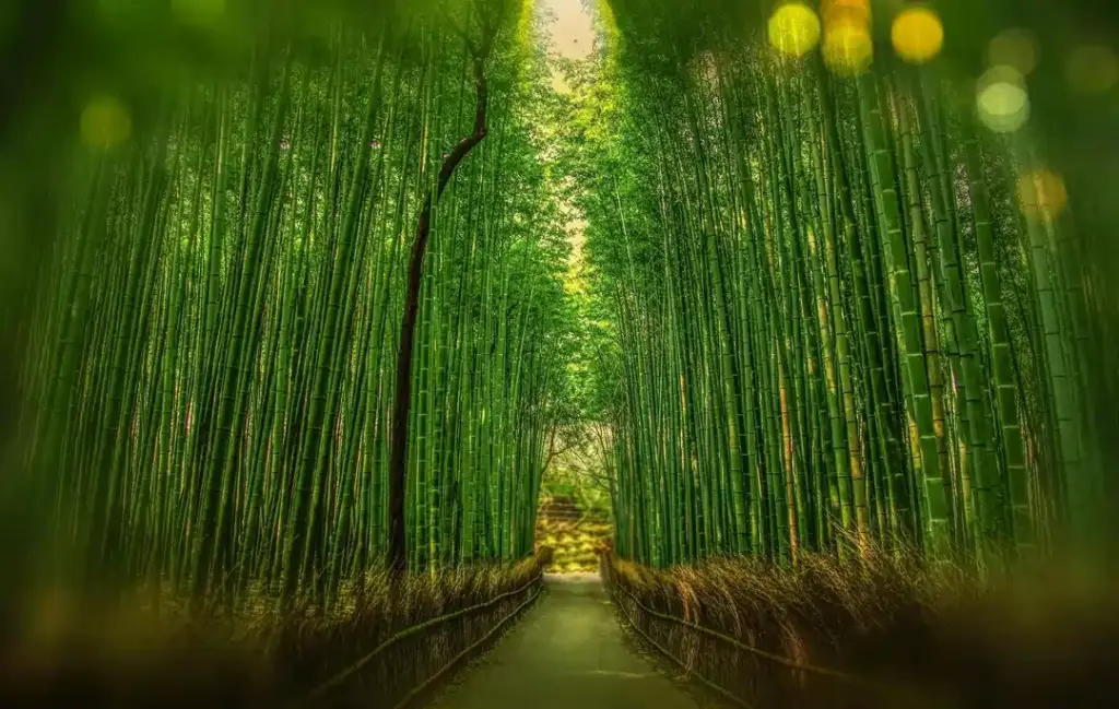 Bamboo Garden